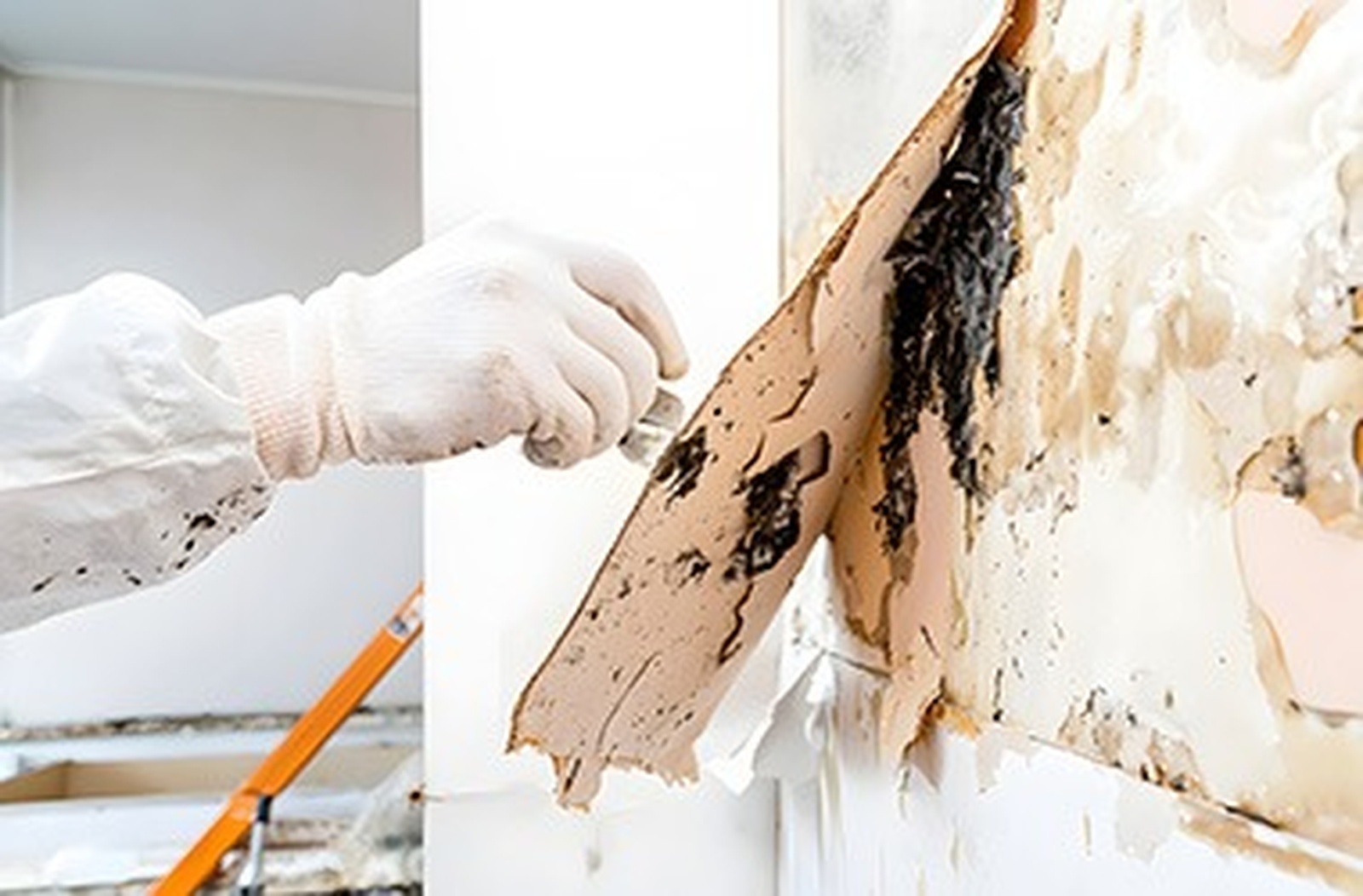 Mould remediation process following water damage event